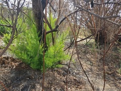 Incendio forestal en el Mijares_4